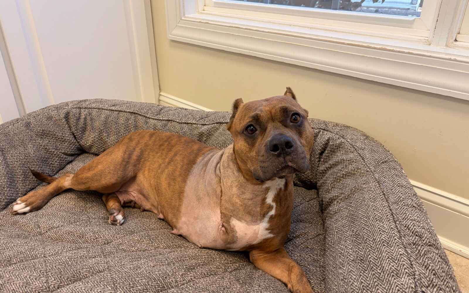 Saving lives and helping dogs find their forever homes since 1999.  image