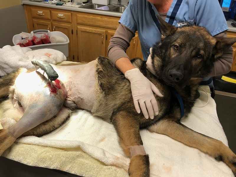 We need your help to provide major medical care to severly injured dogs image