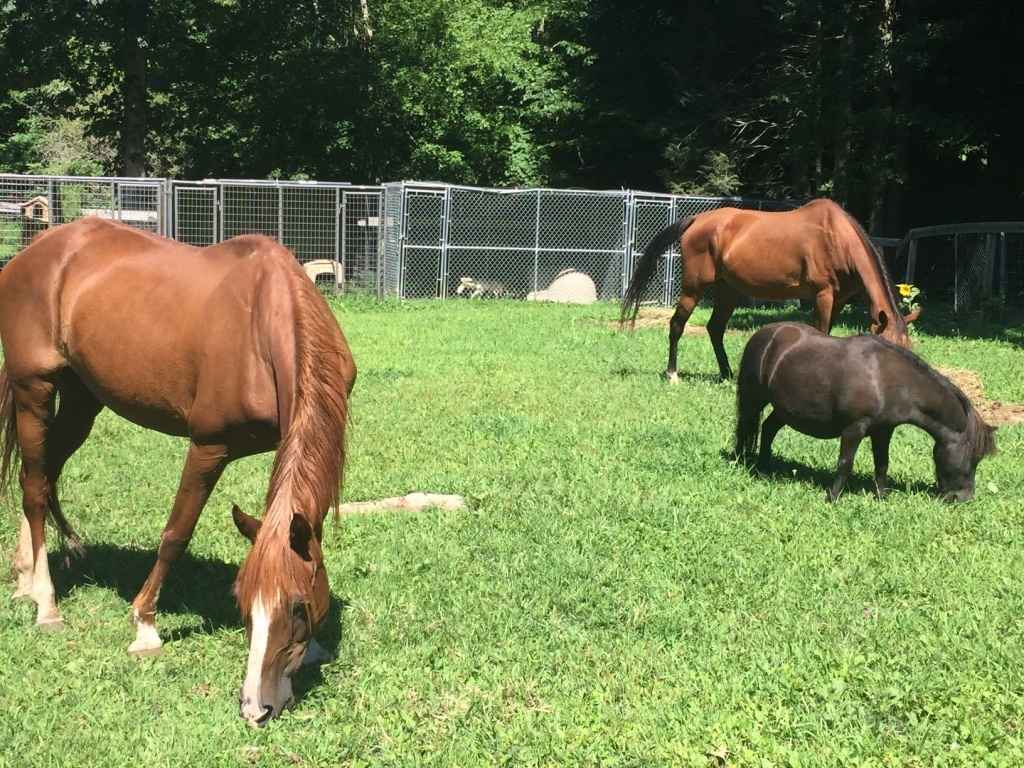 Help Care for the Animals of Happy Tales image