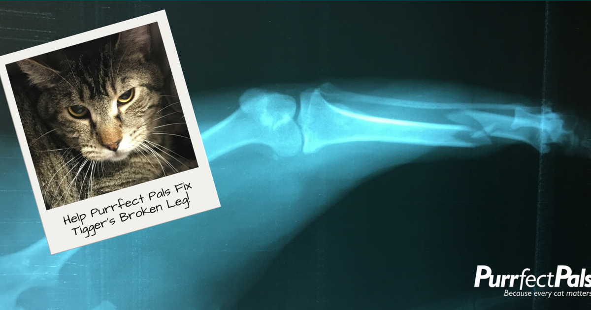 Purrfect Pals Surgery to Fix Tigger the Cat's Broken Leg