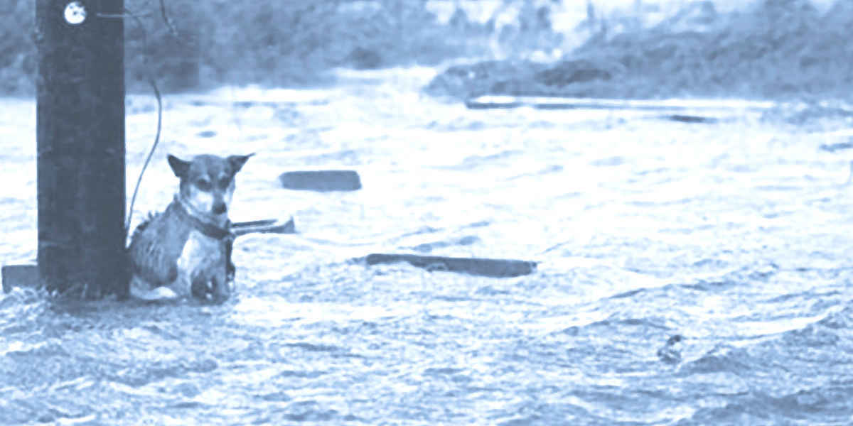 No Pet Left Behind image