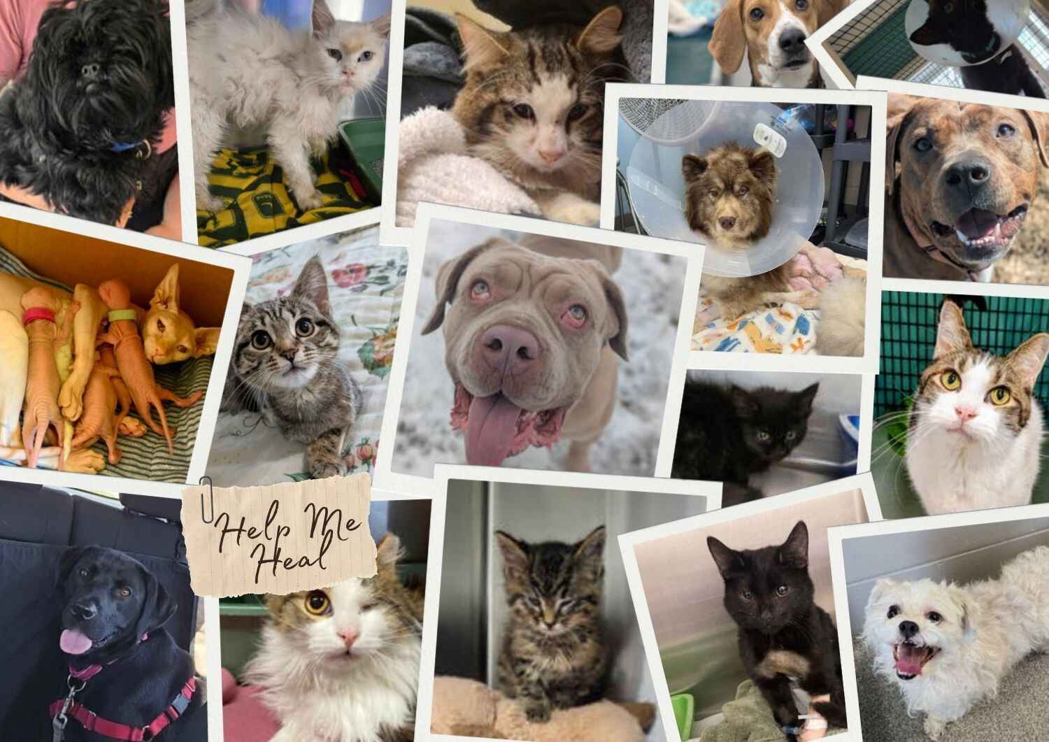 Funding our Special Pets image