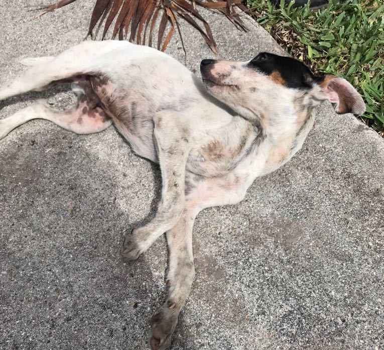 URGENT FUNDS NEEDED: TWO BROKEN LEGS image