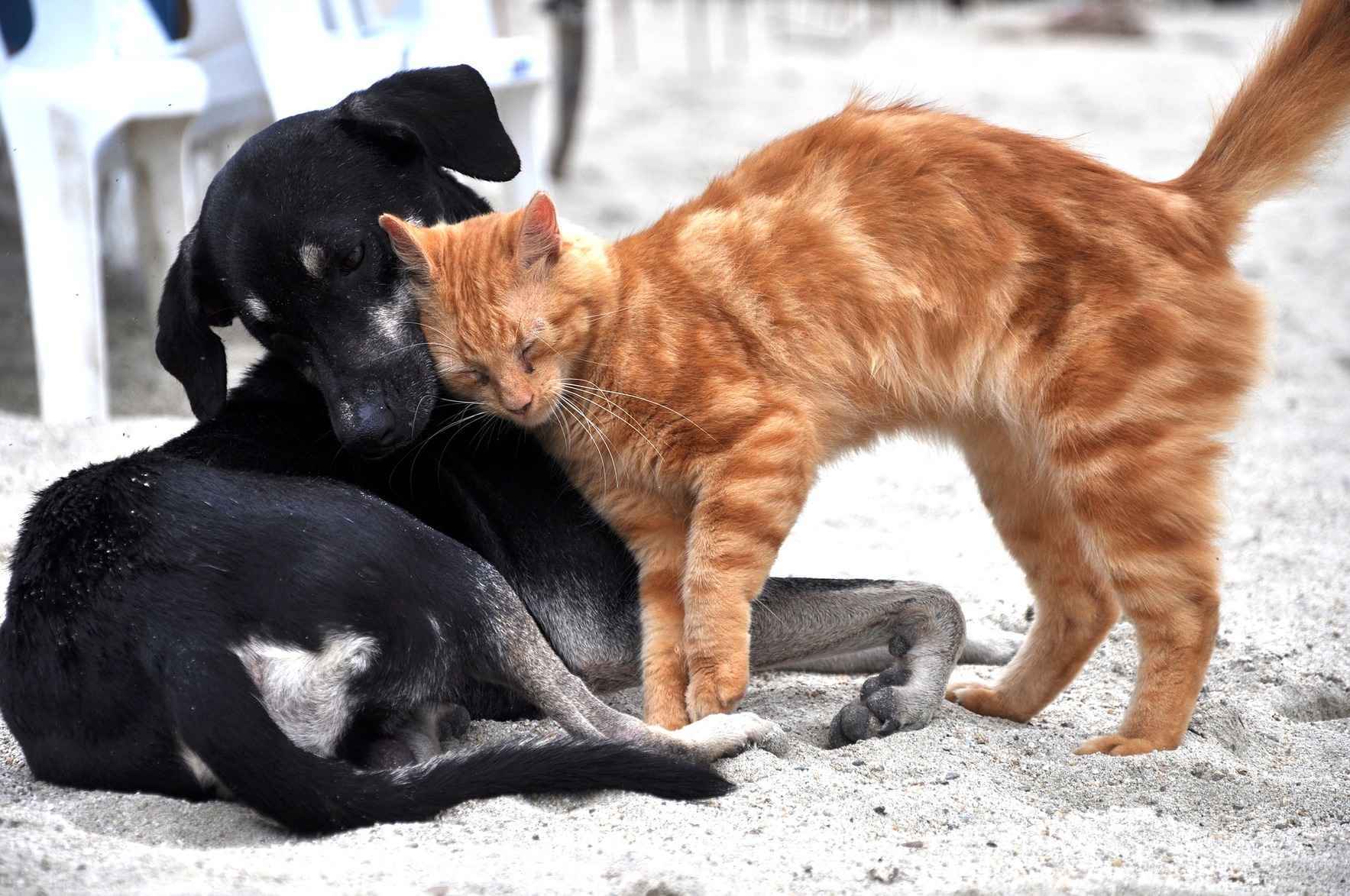 Help save them all! image