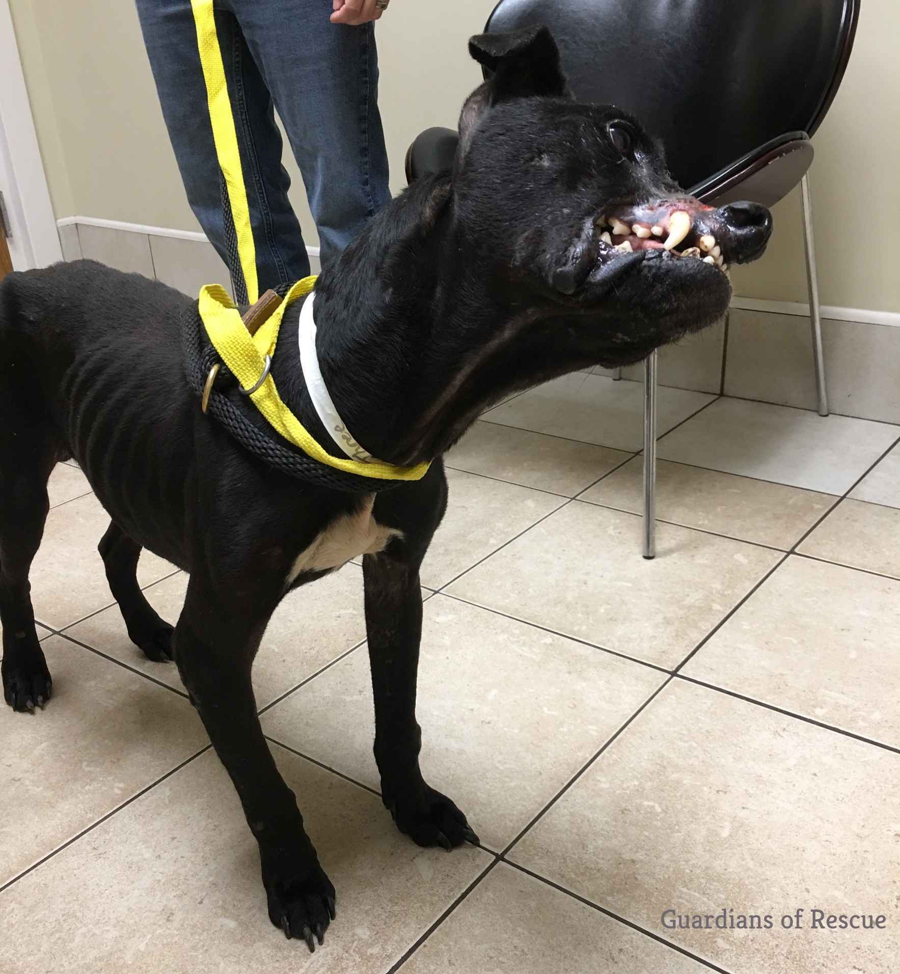 Help change Toby's future  image