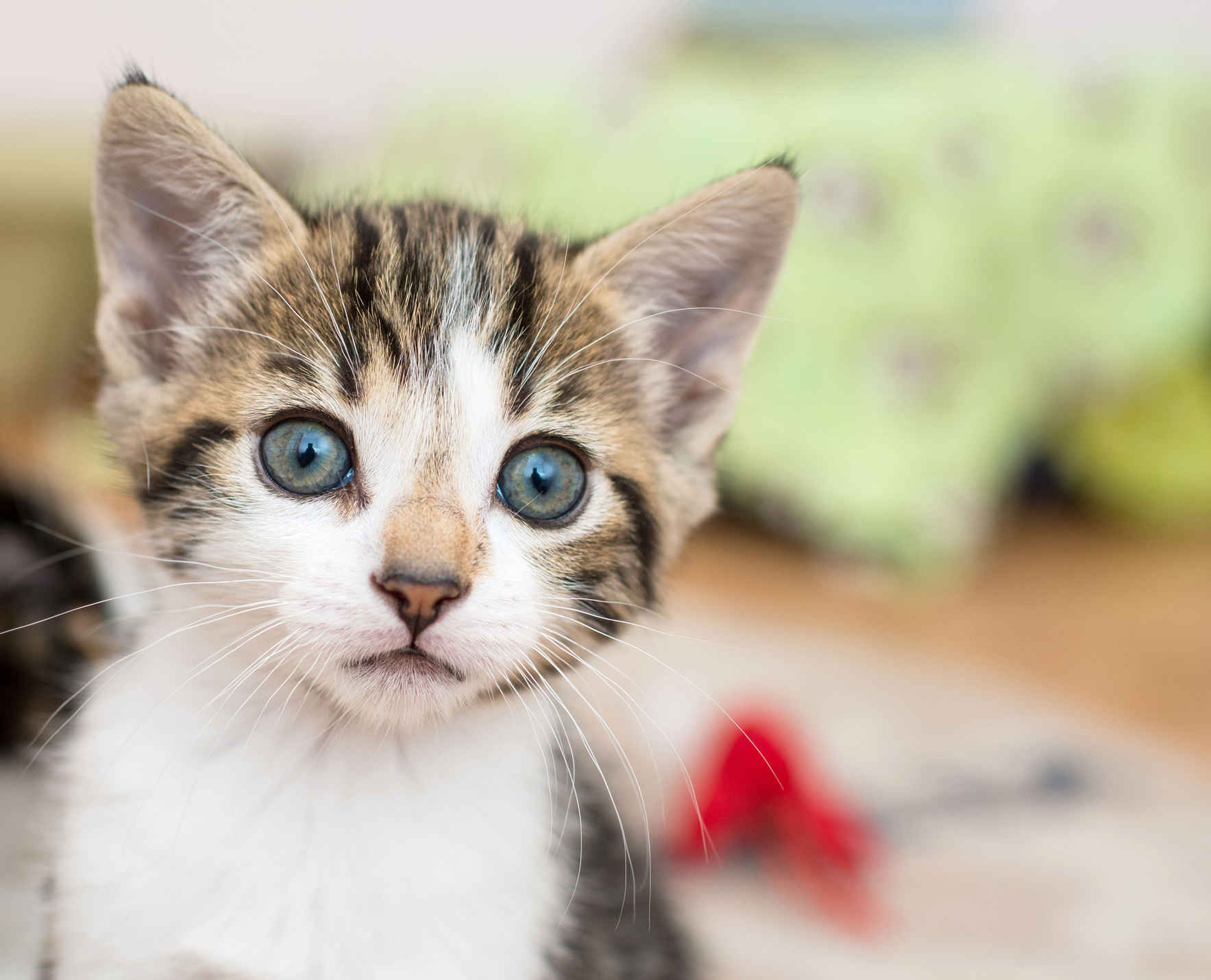 Sponsor Kitten Rescue's 10th Annual Fur Ball image