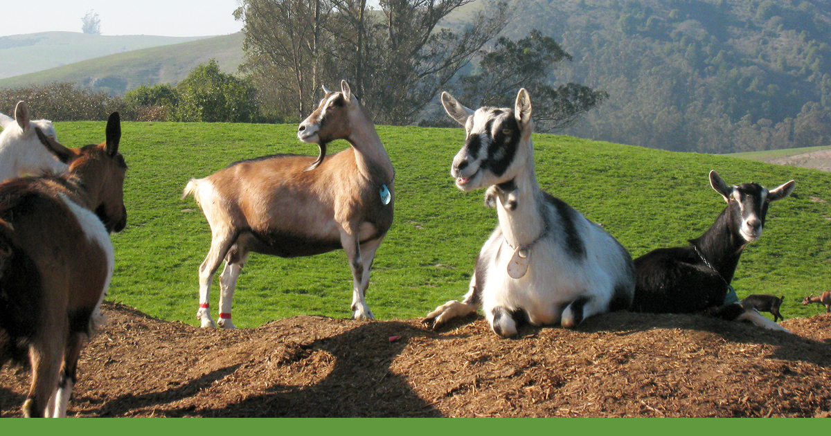 Humane Farm Animal Care Improve the Lives of Farm Animals