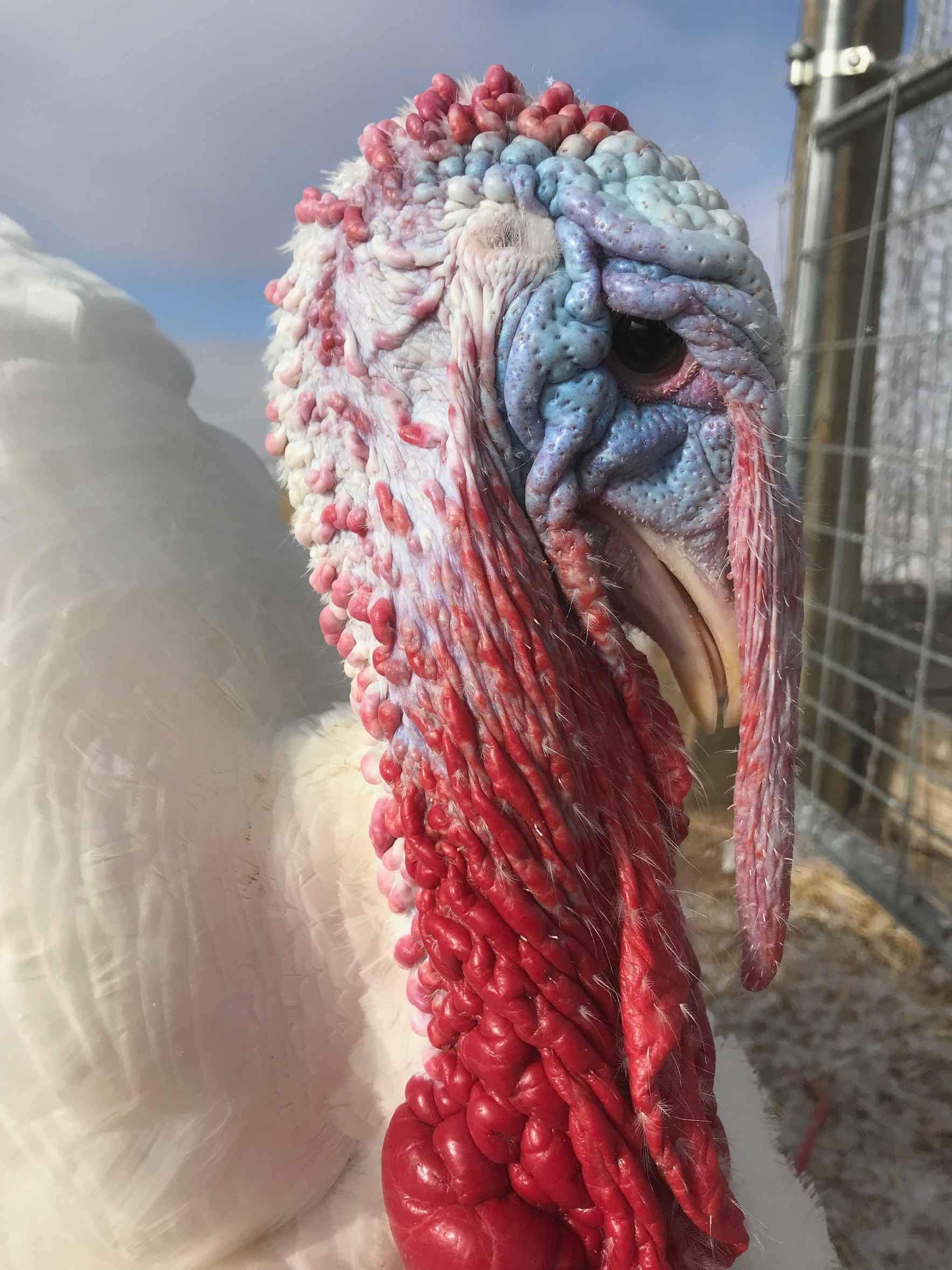 Adopt a Turkey for Thanksgiving image