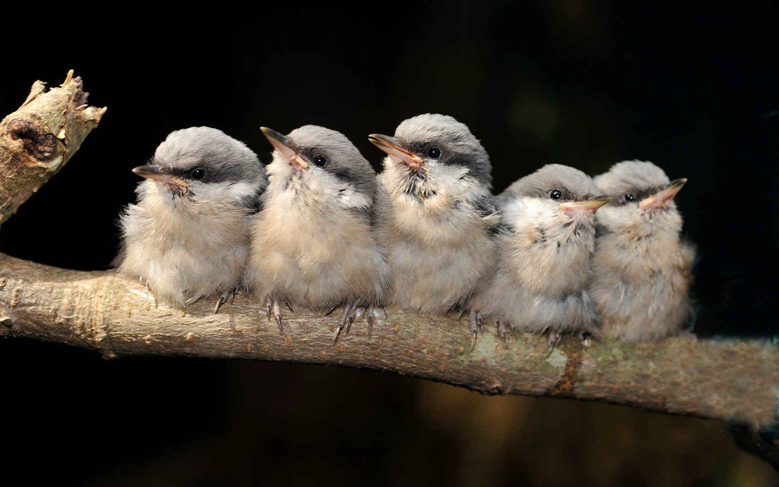 Do your part to help the native birds of Alabama. Donate today! image