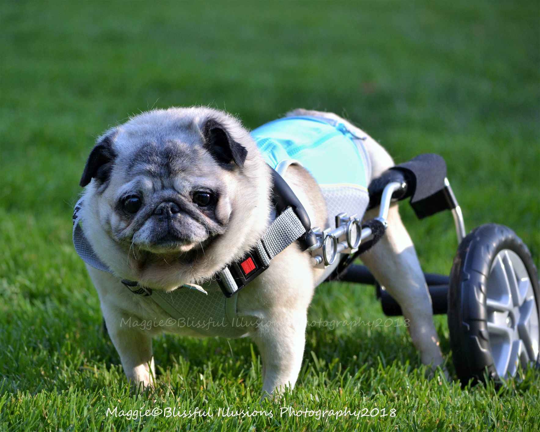 Adoption Pugs To Buy Near Me Pug Rehoming Near Me Pug Rescue