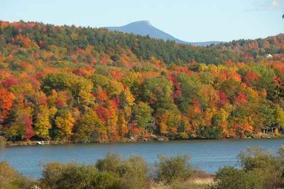 Your gift today will stop GE trees, & defend forests, human rights and climate justice! image