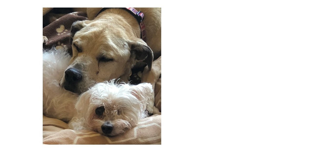 Monkey's House a Dog Hospice and Sanctuary 2018 YearEnd Campaign