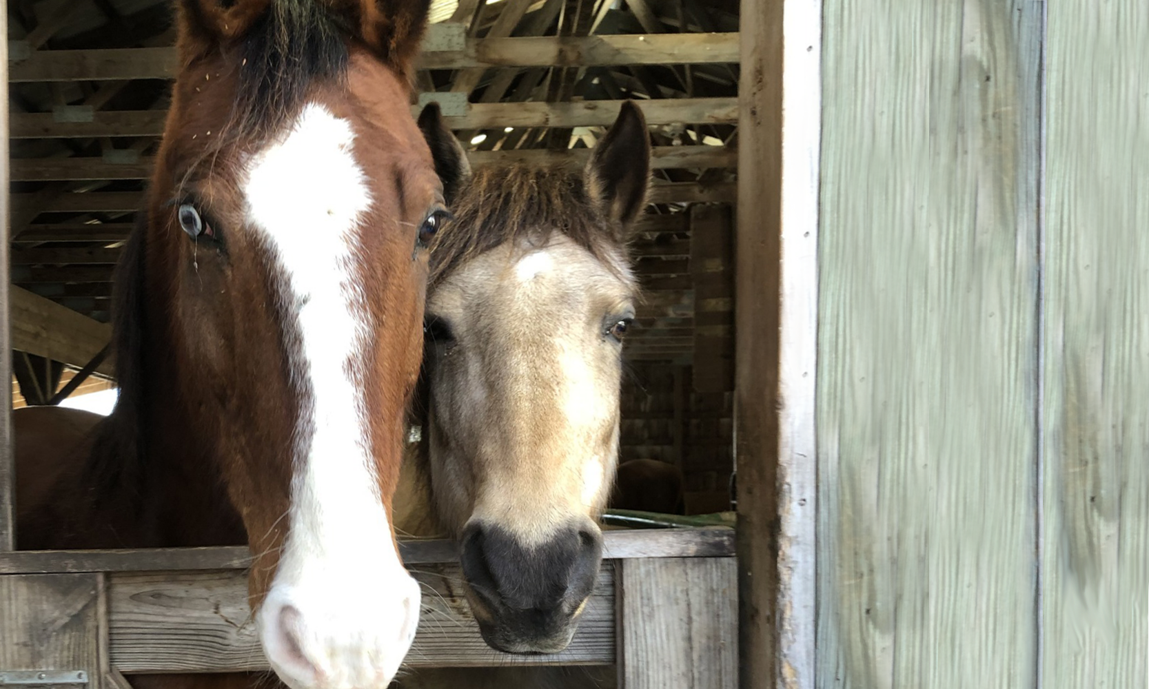 Sponsor a Horse image