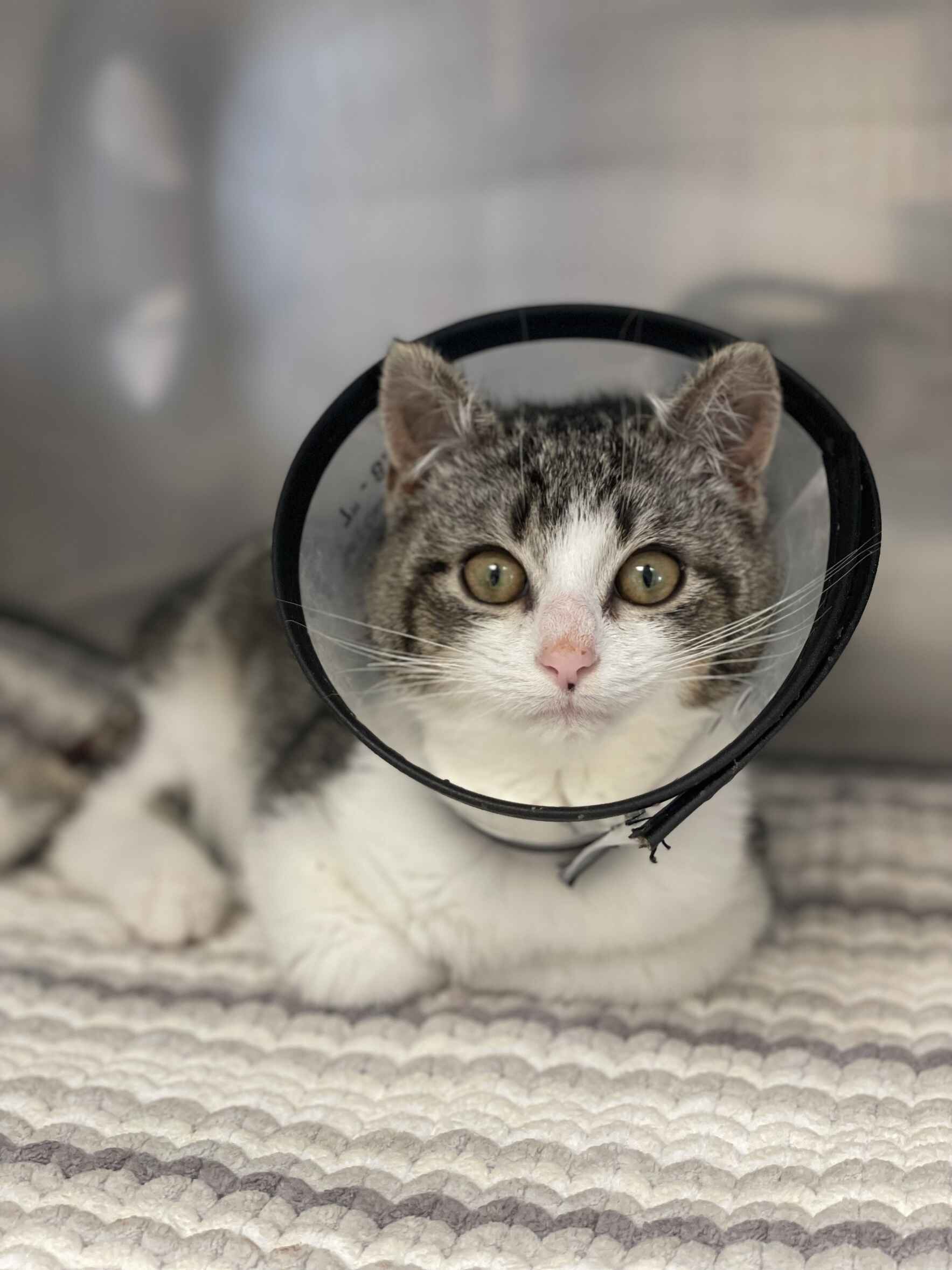 Medical Emergency Fund image