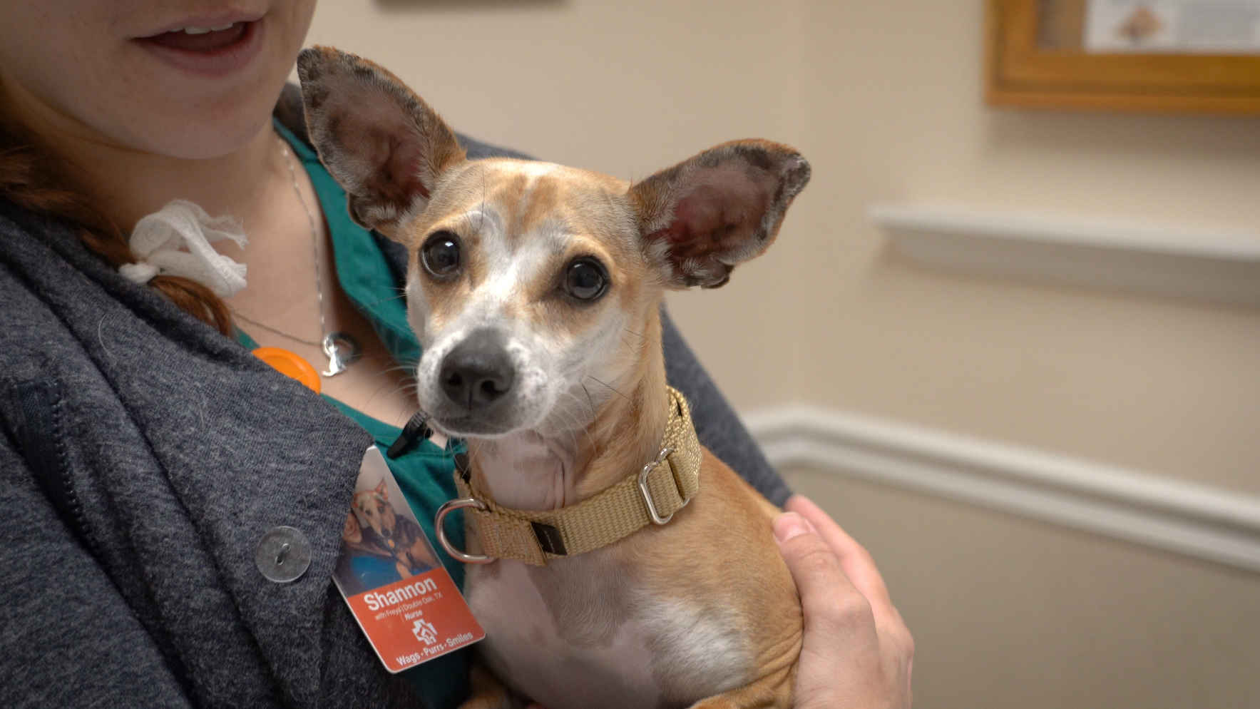 Give Biscuit a Chance to Walk image