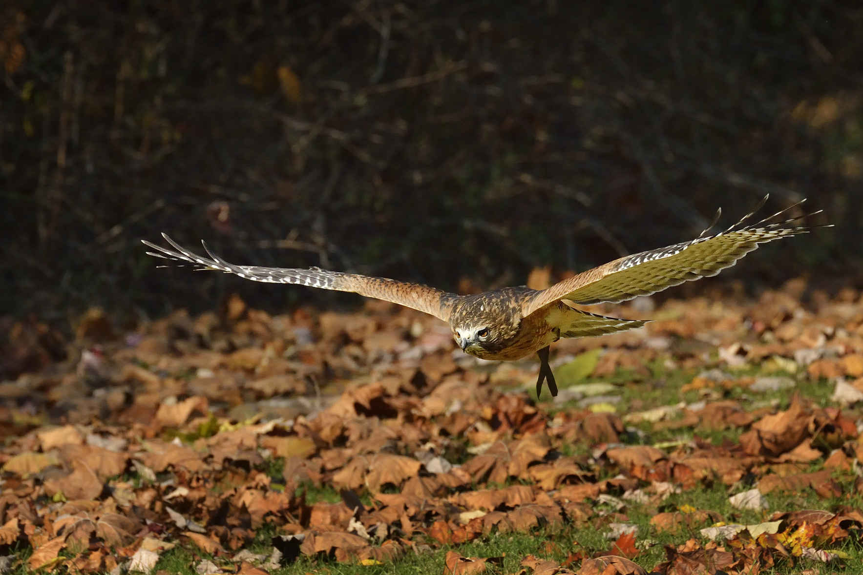 Your donations will give our mission wings! image