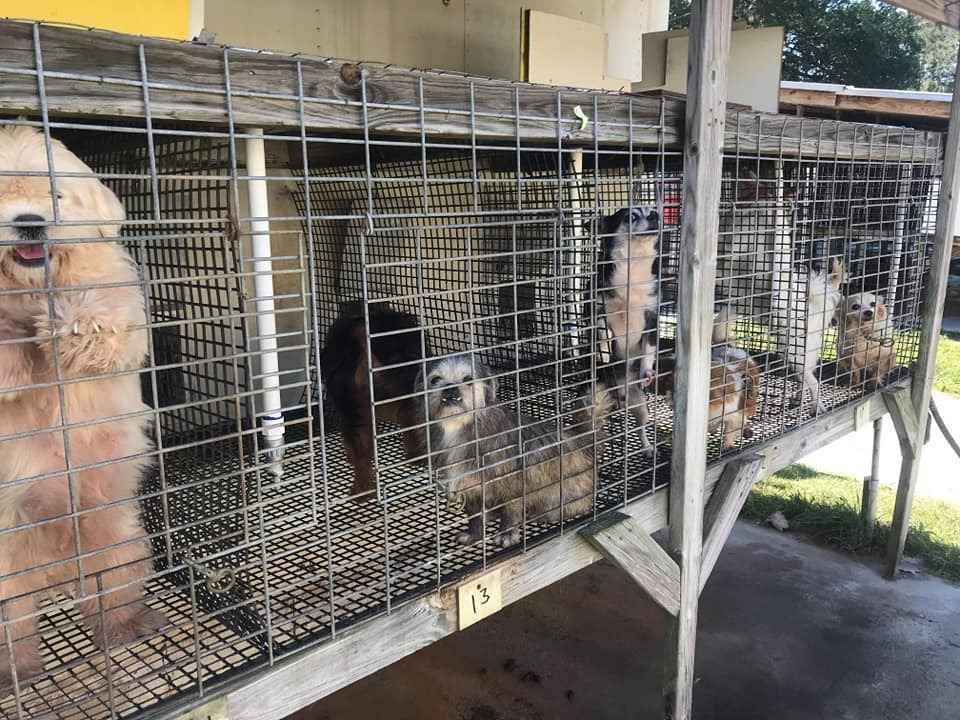 Saving the puppy mill dogs image