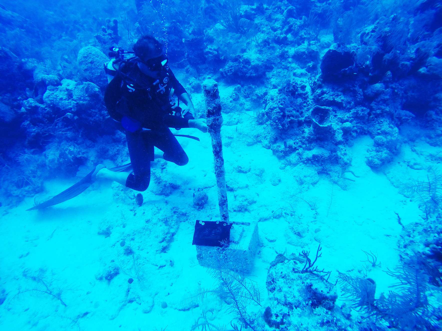 Help us better understand how marine resources in the Southeast are responding to increasing ocean temperatures. image