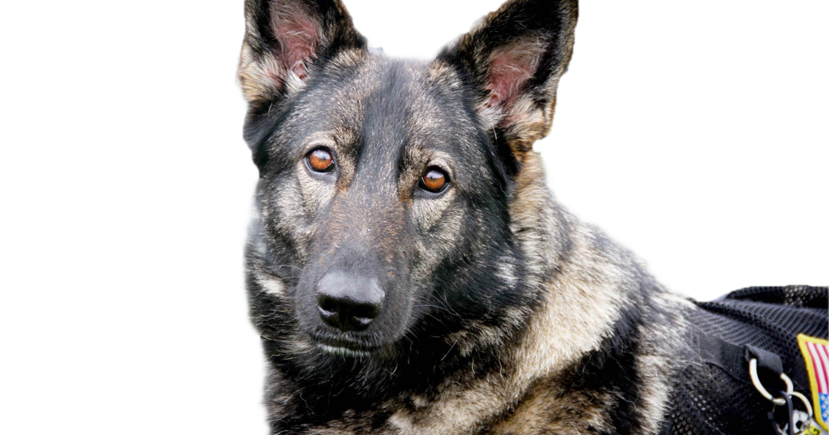 GUARDIAN ANGELS MEDICAL SERVICE DOGS INC Hero Dog Campaign 2019