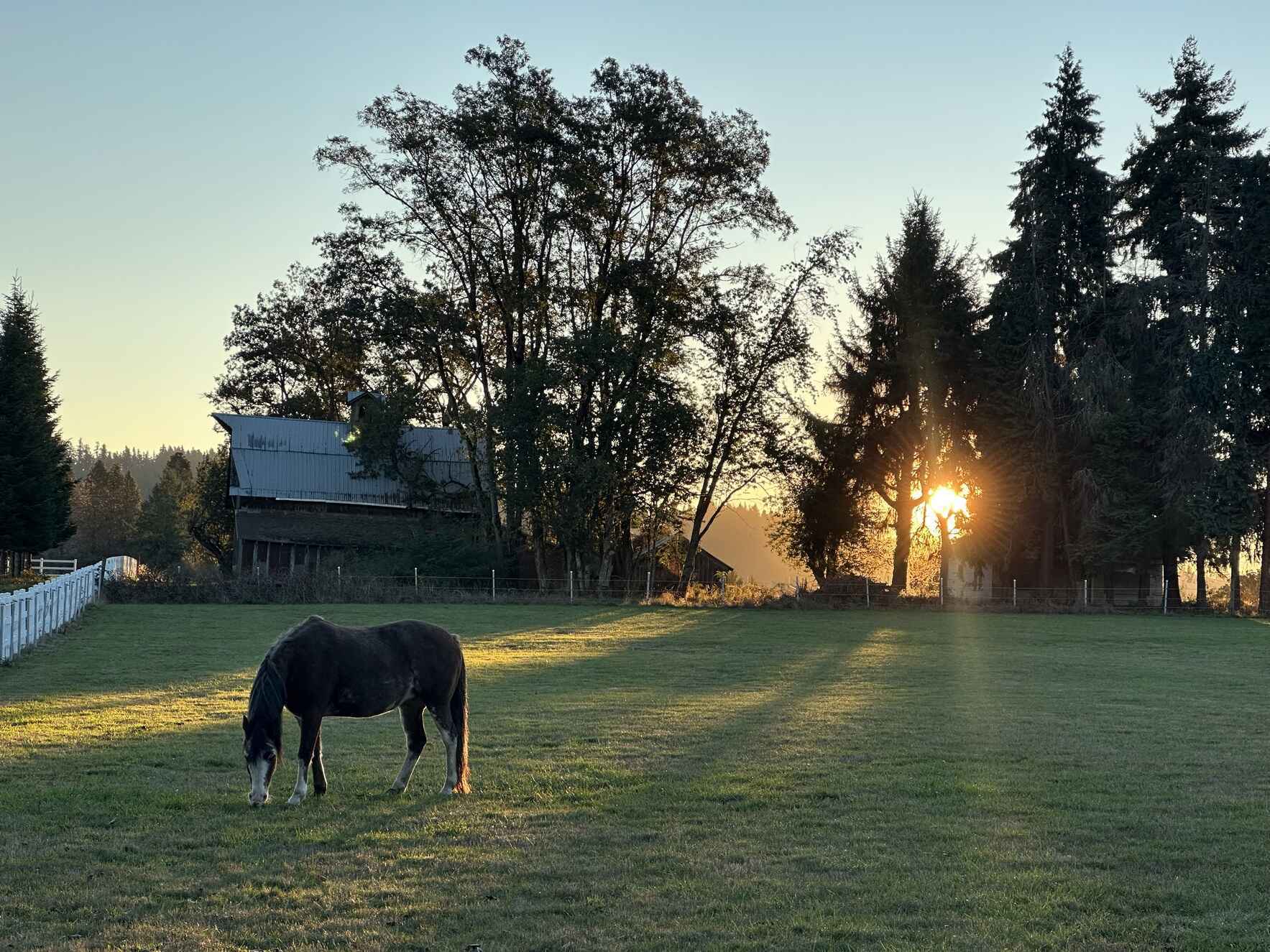 Save Senior Horses Who Help People! image