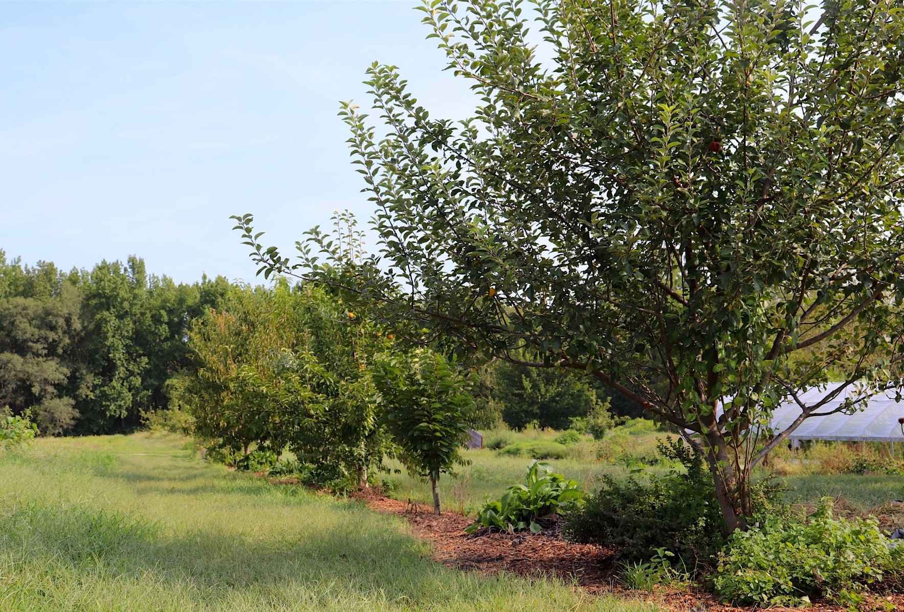 Donate to the Oscar Lee Orchard Fund Today! image