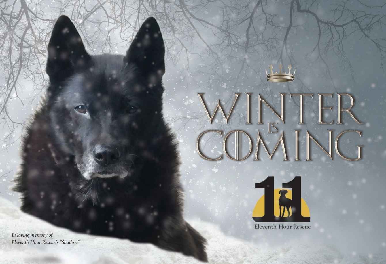 Help Eleventh Hour in our work to break the chains of shelter animals and find them loving, FURever families! image