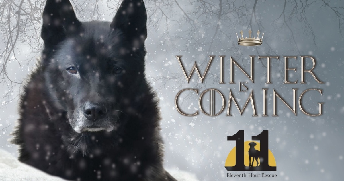 11th Hour Rescue Eleventh Hour Rescue - 2019 Year-end & digital Holiday Card