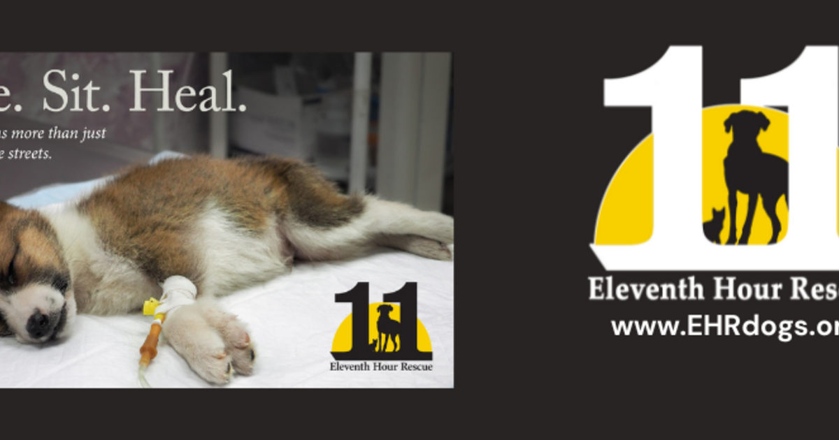 11th Hour Rescue Eleventh Hour Rescue - Eleventh Hour Rescue Medical Bills