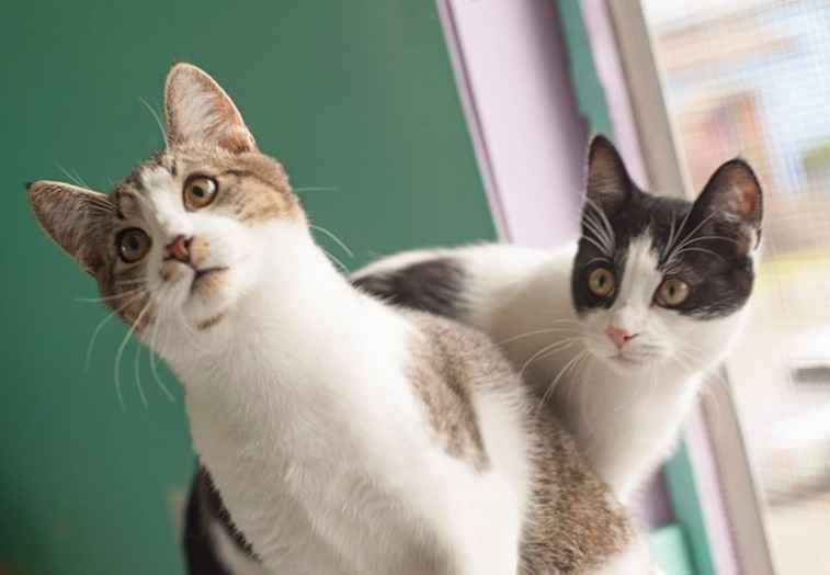 Donate now to protect animals in need in Grays Harbor! image
