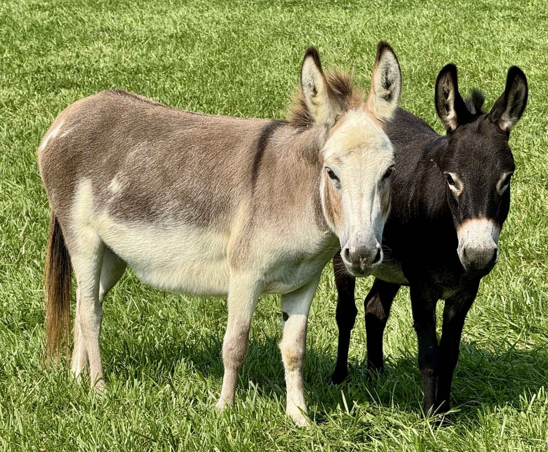 Virtual Donkey Adoption image