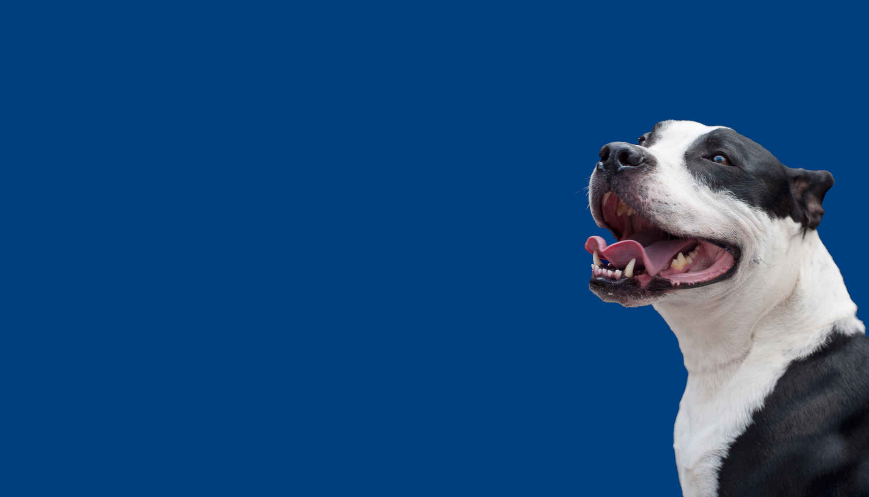 Donate today to help advance the quality of life for companion animals image