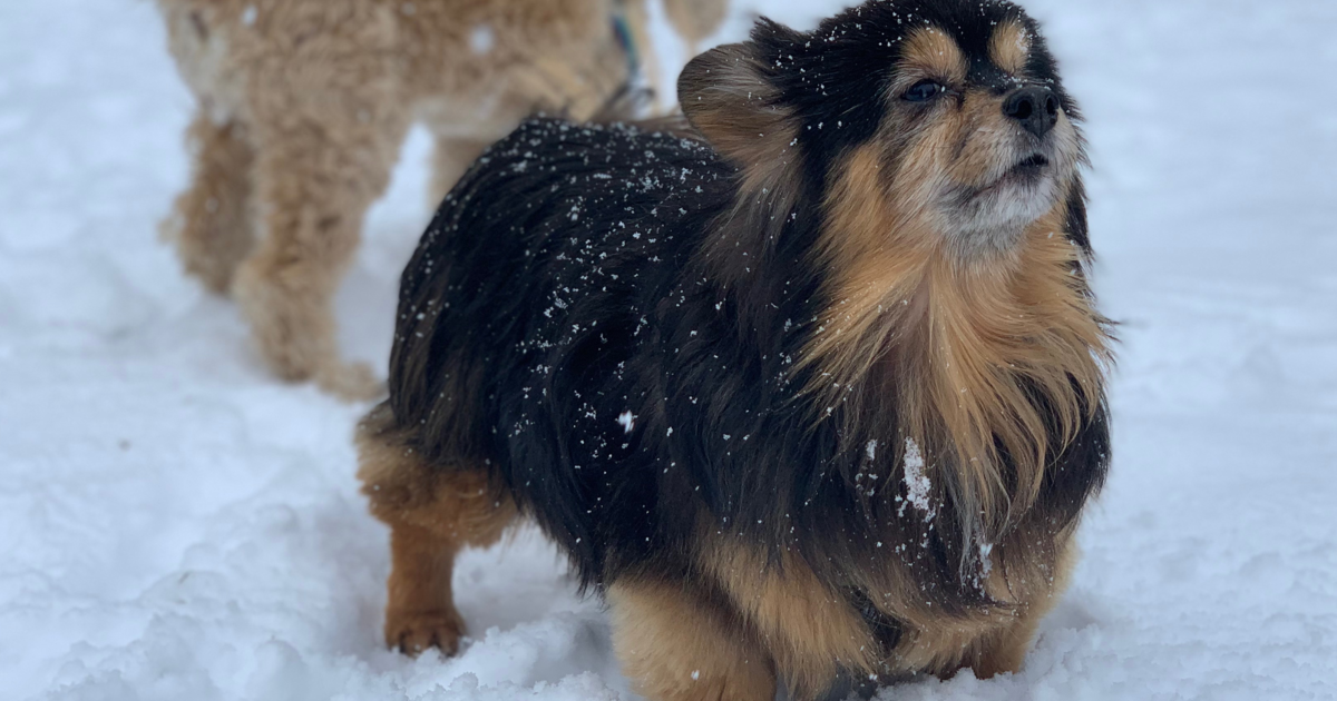 Monkey's House a Dog Hospice and Sanctuary 2019 Year End Giving Campaign