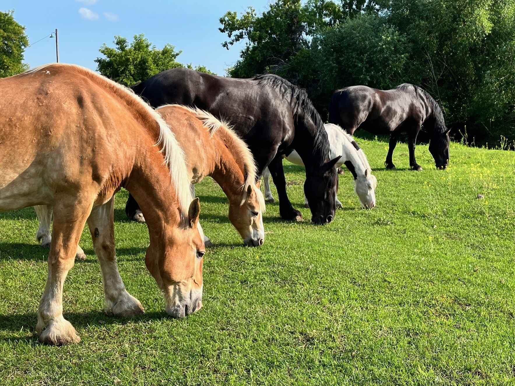 Sponsor a horse who makes a difference! image