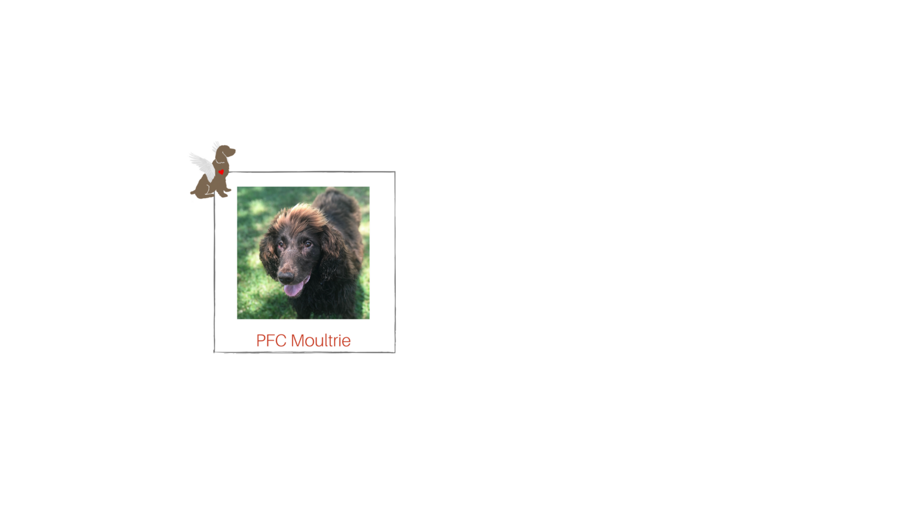 You can be Moultrie's Guardian Angel! Check Out His Story Below! image