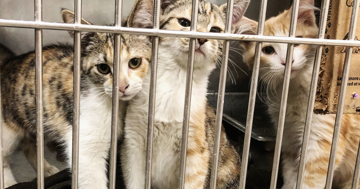 Humane Society of Clinton County Inc General Donations