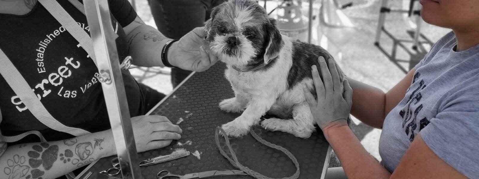 Donate now to provide Emergency Services for our Homeless Petz image