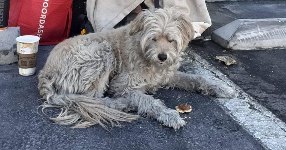 Street Dogz Our Mission