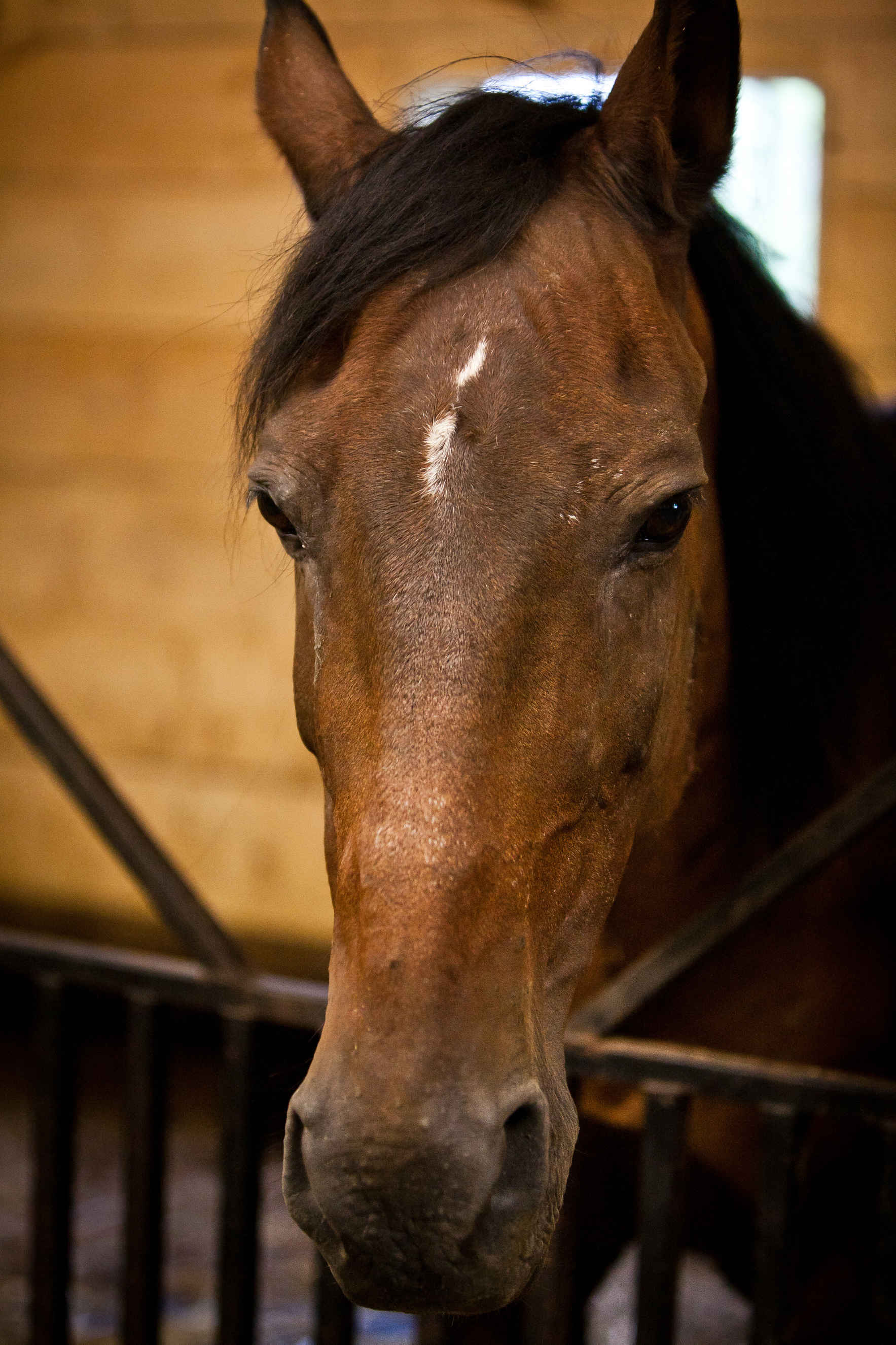 "Healing with Horses" image