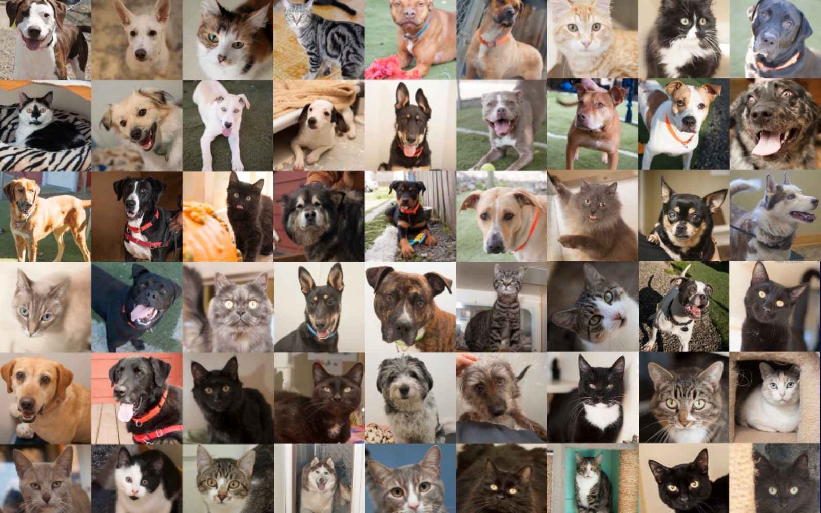 Help PAWS of Grays Harbor during the COVID-19 crisis! image