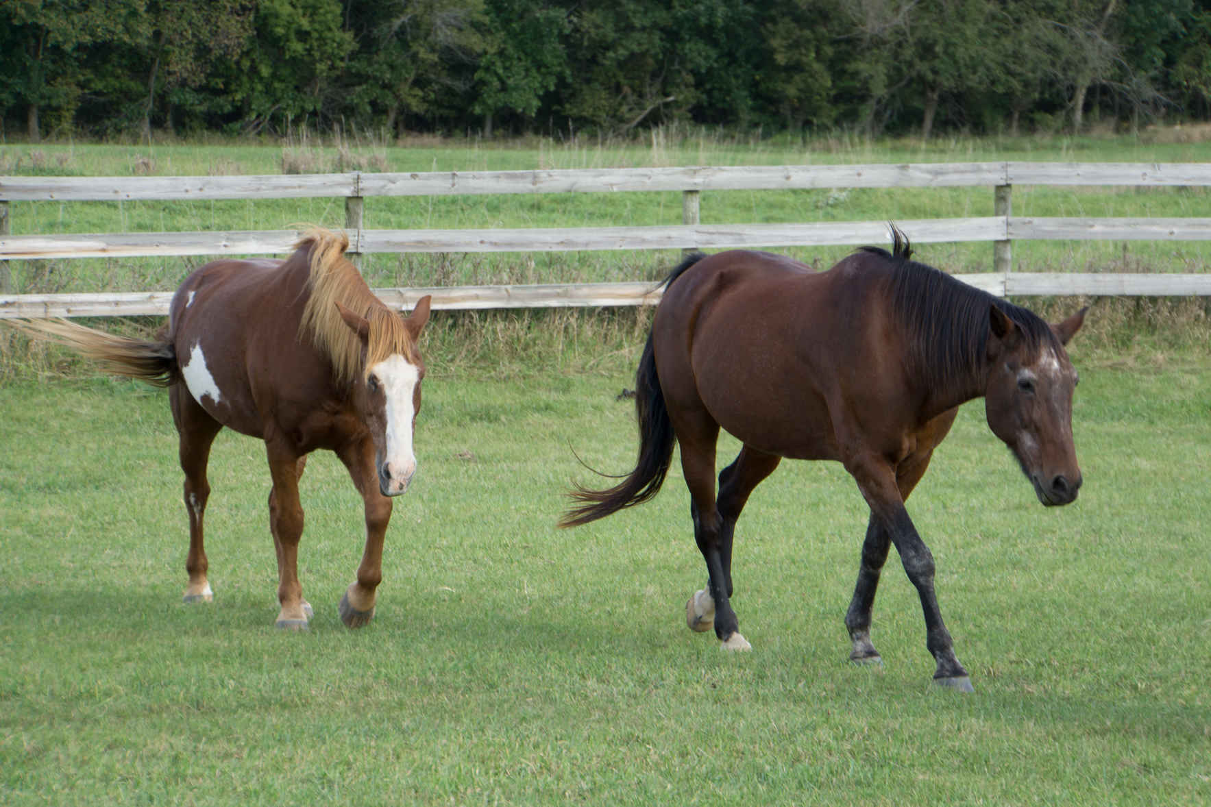 Scooter was such a beloved therapy horse image