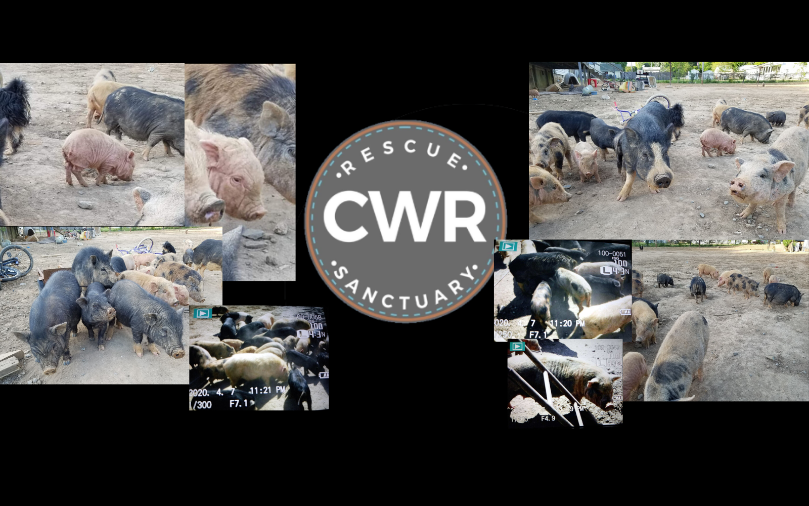 "100+ Pigs Needs your help" image