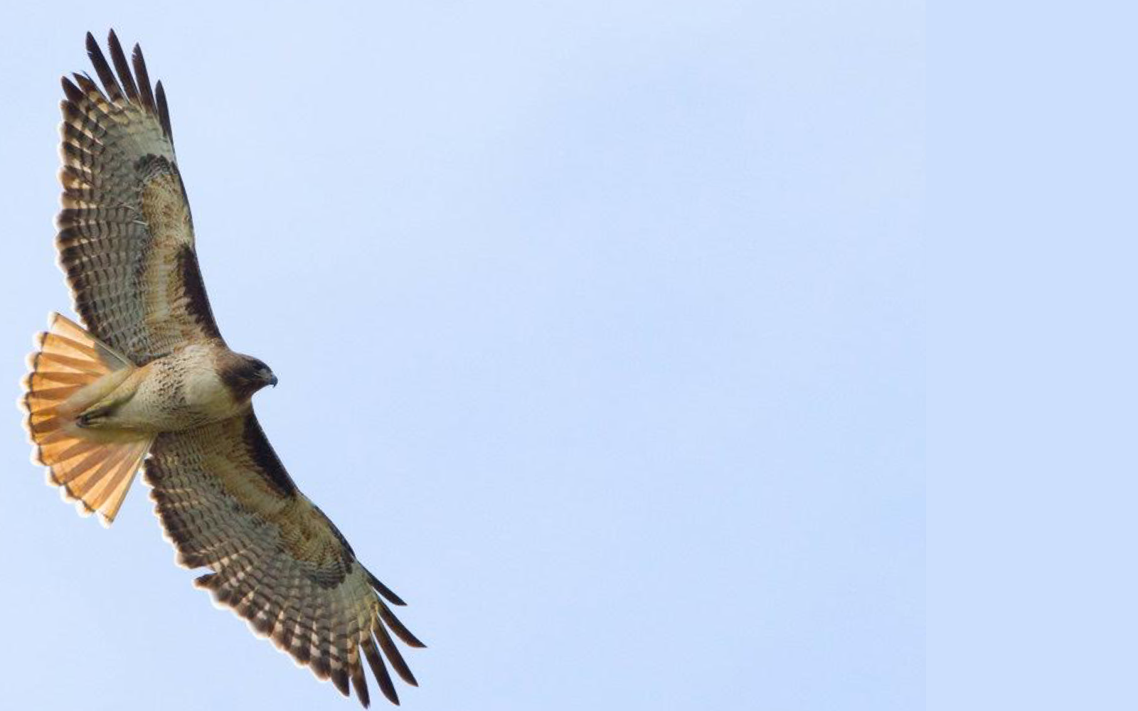 Support ORC in our 20th Year!  image