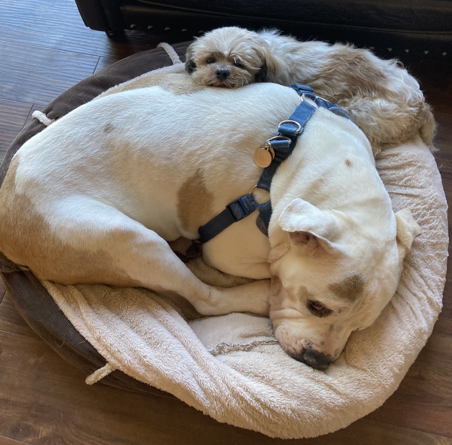 Monkey's House a Dog Hospice and Sanctuary 2022 Year End Giving Campaign