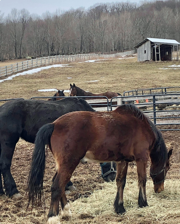 Rosemary Farm Sanctuary Inc. Two Drafts