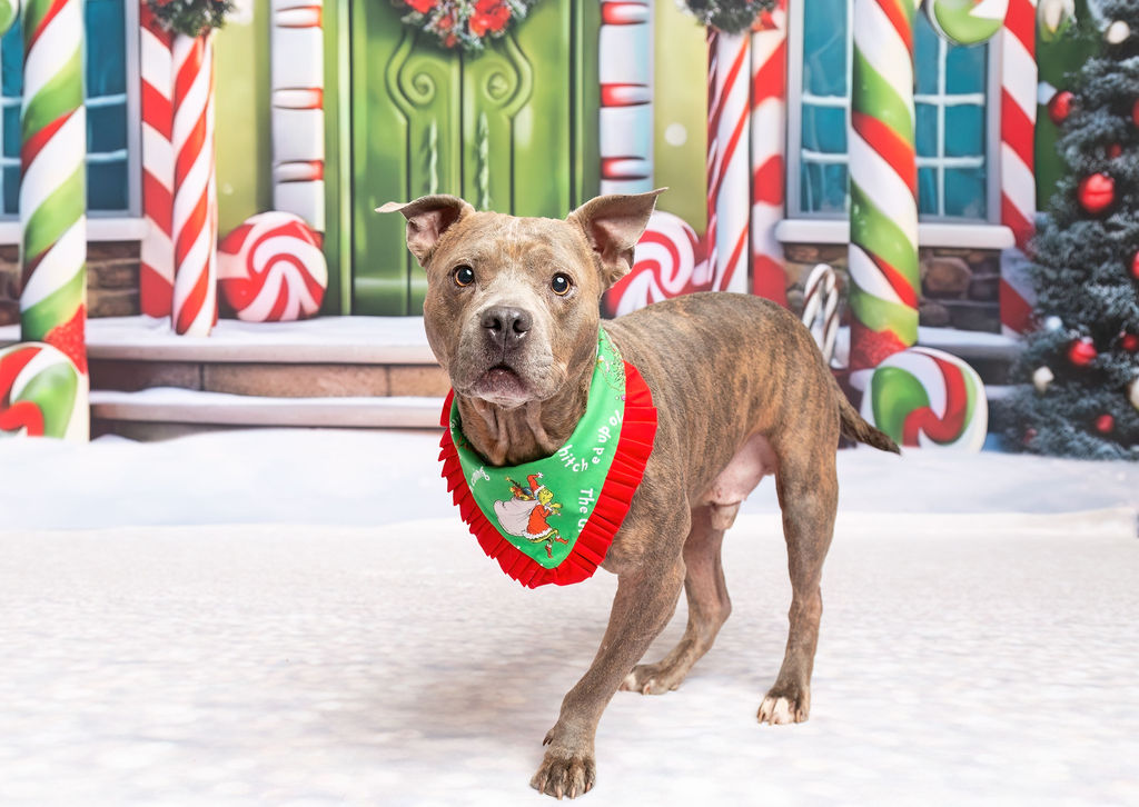 DENTON ANIMAL SUPPORT FOUNDATION INC Holiday Appeal 2023