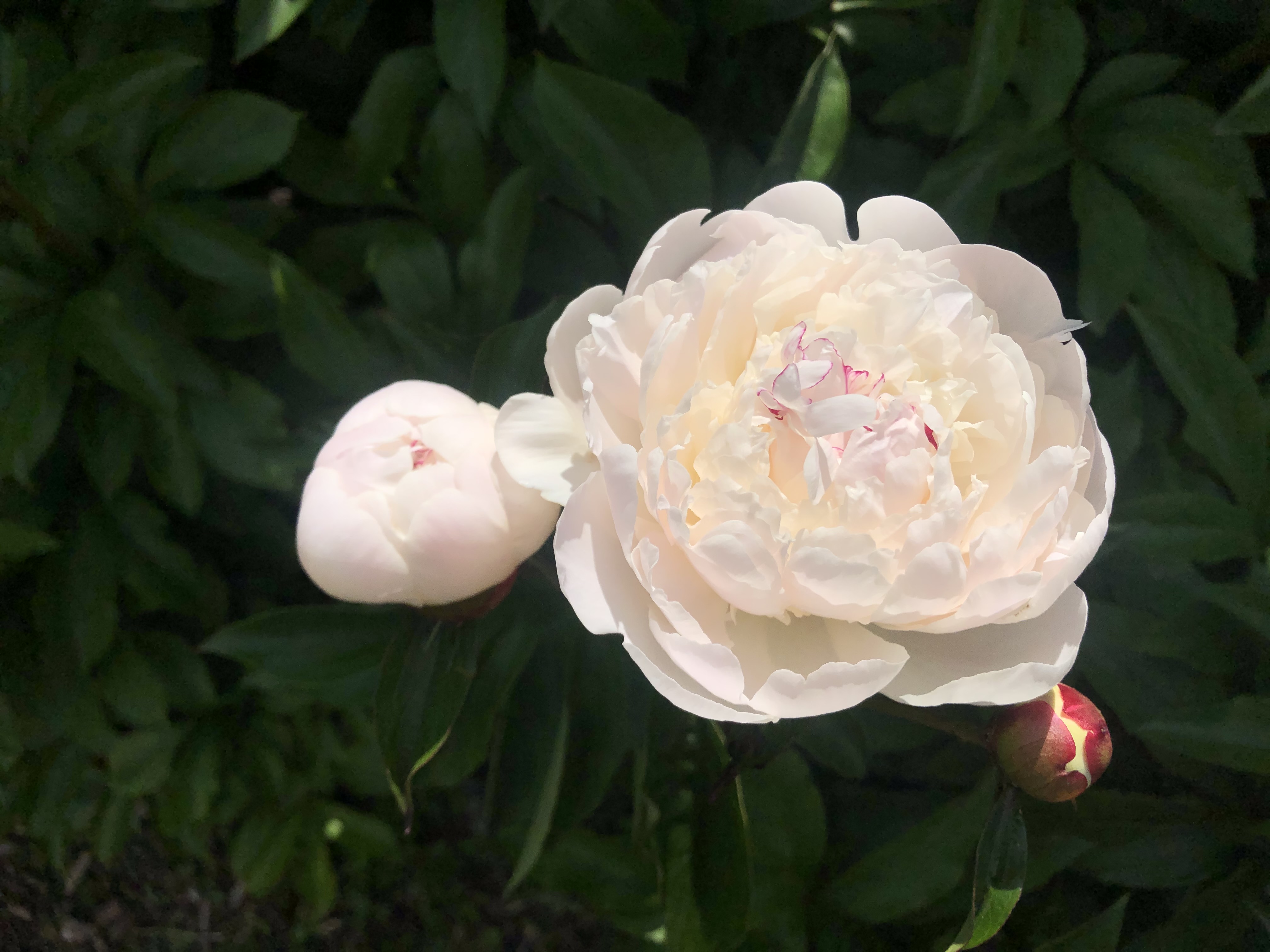 A peony blooms in Baltimore