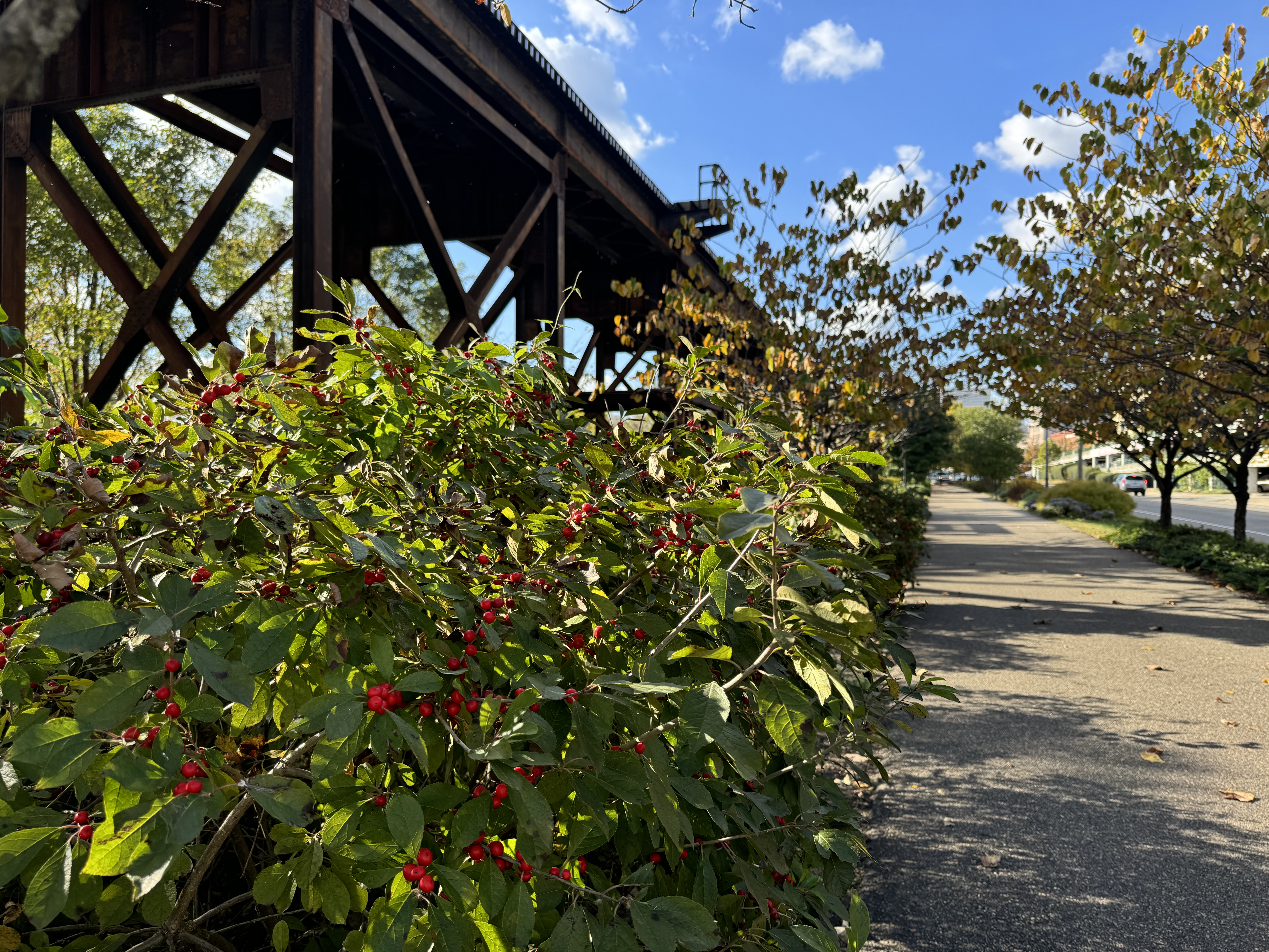 Low Line Gardens by Capital Trees