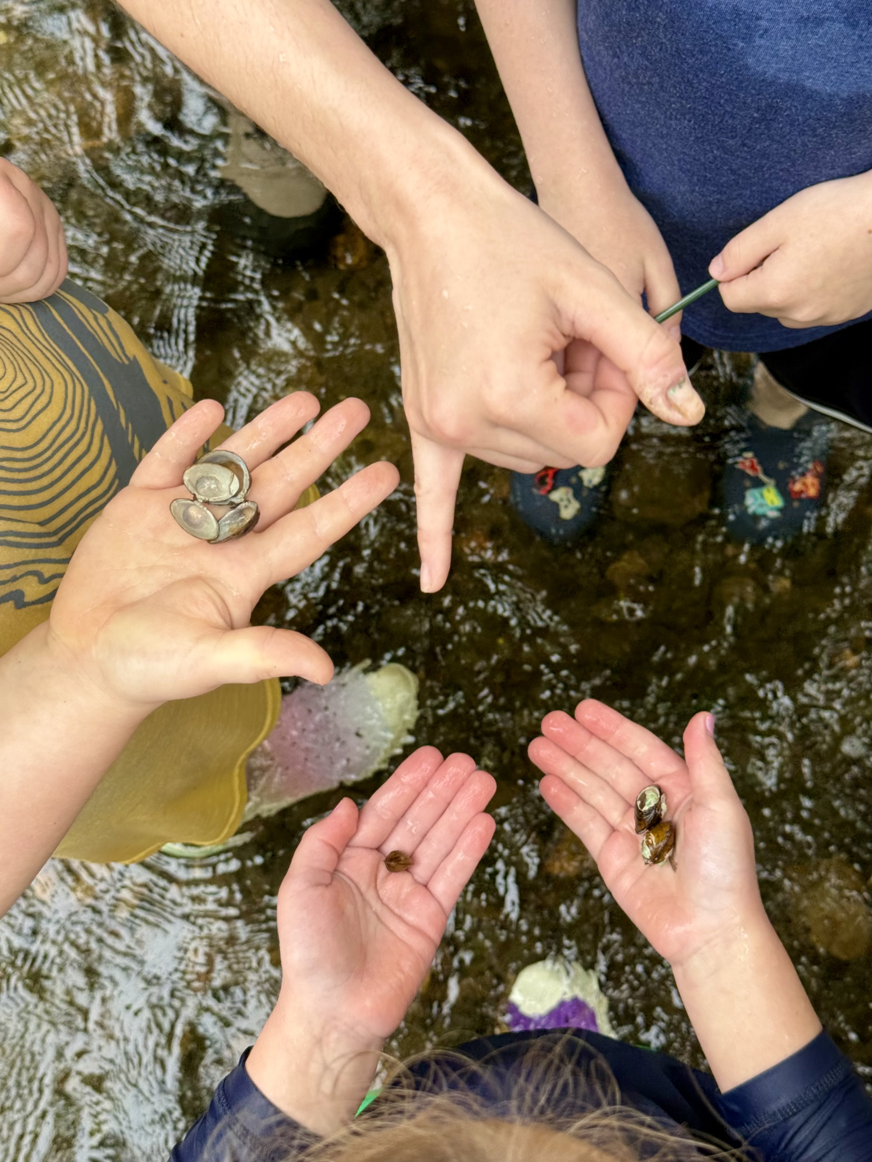 Hands in the stream