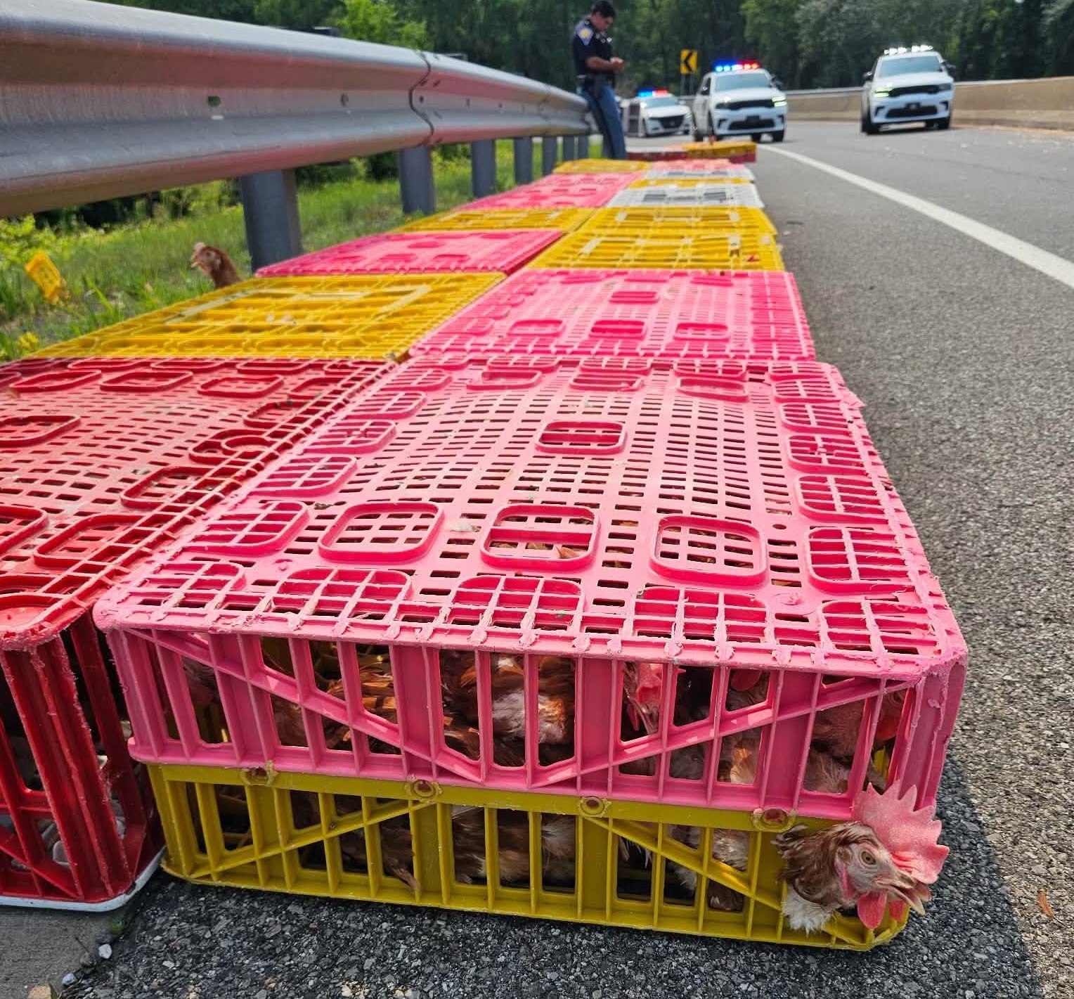 The rescued highway hens