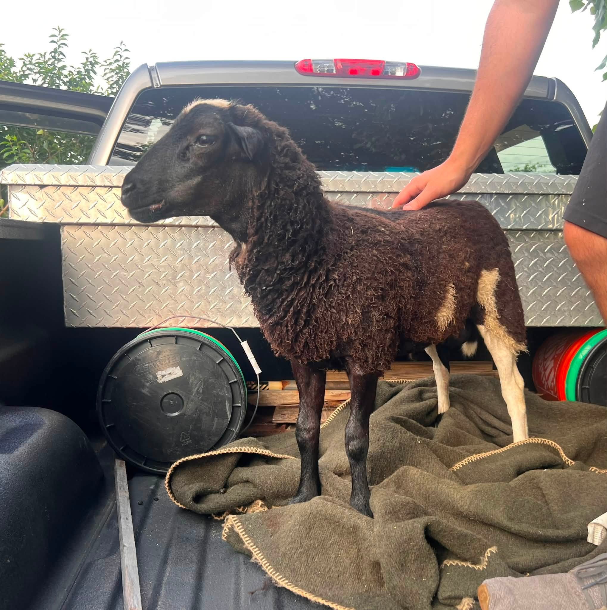 Simon the rescued sheep
